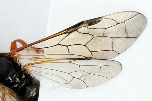Tenthredo sp.